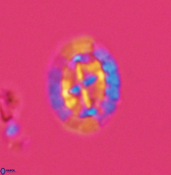 Prediscosphaera arkhangelskyi 4918