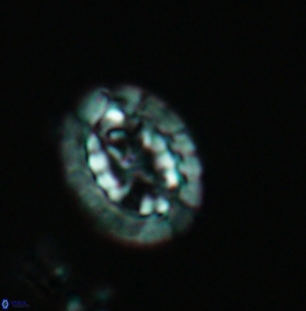 Prediscosphaera arkhangelskyi 4919