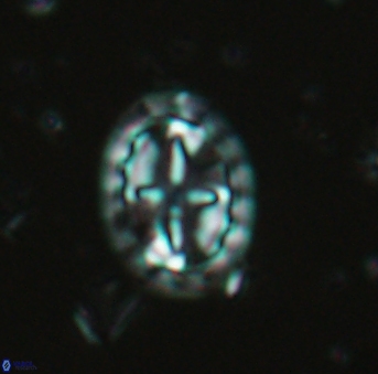 Prediscosphaera arkhangelskyi 4967
