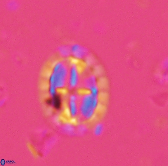 Prediscosphaera arkhangelskyi 4968