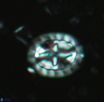 Prediscosphaera arkhangelskyi 4962