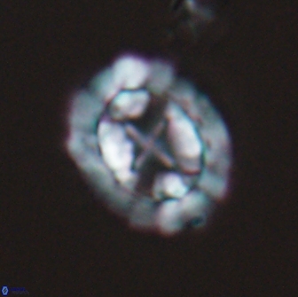 Prediscosphaera arkhangelskyi 16050
