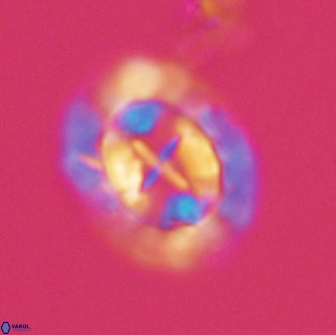 Prediscosphaera arkhangelskyi 16052