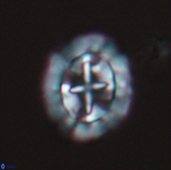 Prediscosphaera arkhangelskyi 16054
