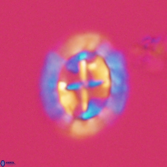 Prediscosphaera arkhangelskyi 16055