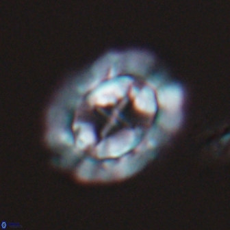 Prediscosphaera arkhangelskyi 16056