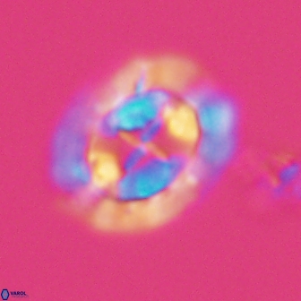 Prediscosphaera arkhangelskyi 16059