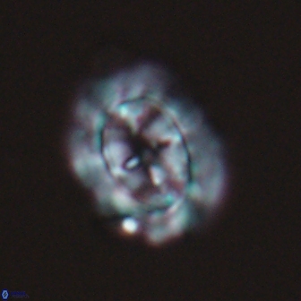 Prediscosphaera arkhangelskyi 16060