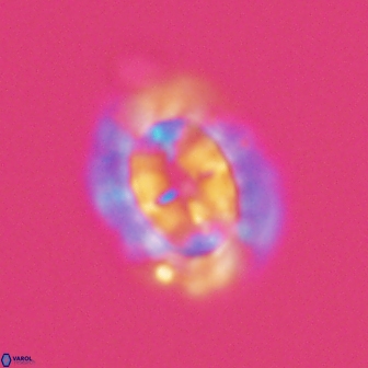 Prediscosphaera arkhangelskyi 16061