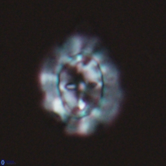Prediscosphaera arkhangelskyi 16062