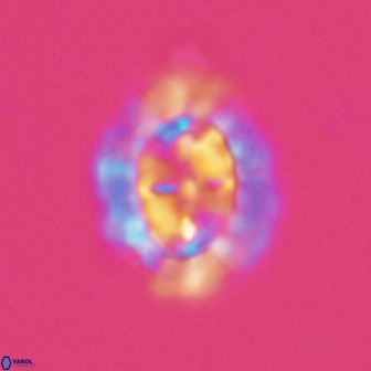 Prediscosphaera arkhangelskyi 16063