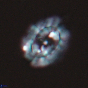 Prediscosphaera arkhangelskyi 16064
