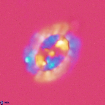 Prediscosphaera arkhangelskyi 16065