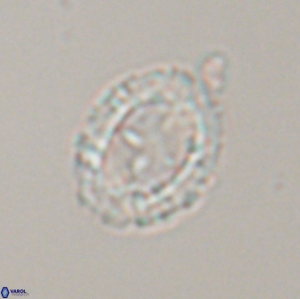 Prediscosphaera arkhangelskyi 16066