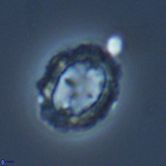 Prediscosphaera arkhangelskyi 16067