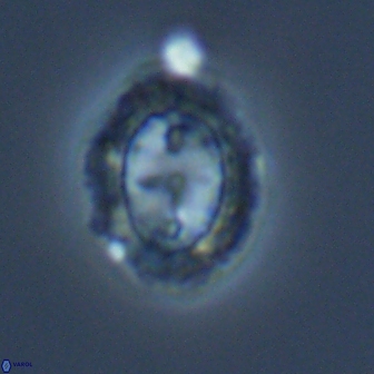 Prediscosphaera arkhangelskyi 16068