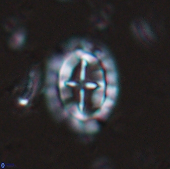 Prediscosphaera arkhangelskyi 16104