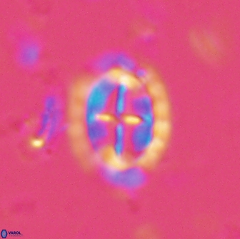 Prediscosphaera arkhangelskyi 16105