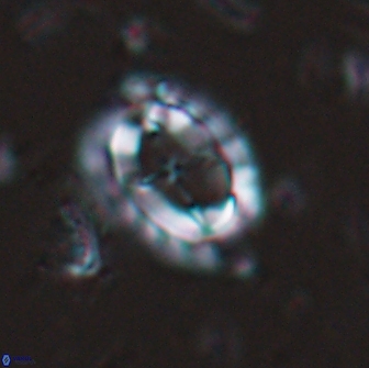 Prediscosphaera arkhangelskyi 16106