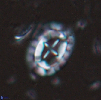 Prediscosphaera arkhangelskyi 16108
