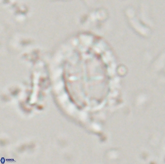 Prediscosphaera arkhangelskyi 16115