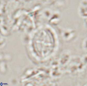 Prediscosphaera arkhangelskyi 16230