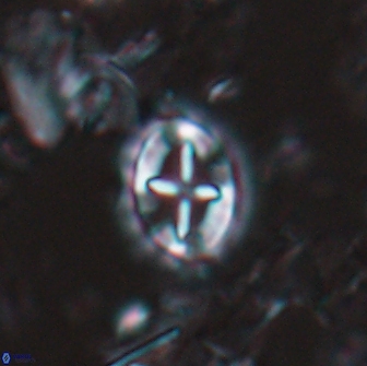 Prediscosphaera arkhangelskyi 16231