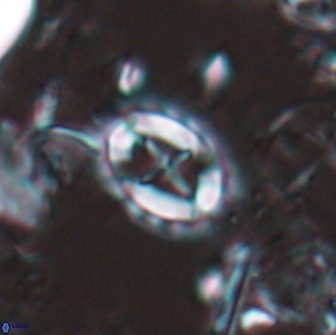 Prediscosphaera arkhangelskyi 16233