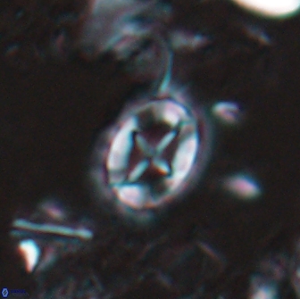 Prediscosphaera arkhangelskyi 16235