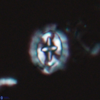 Prediscosphaera arkhangelskyi 16374