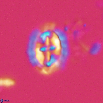 Prediscosphaera arkhangelskyi 16375
