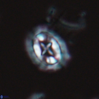 Prediscosphaera arkhangelskyi 16376