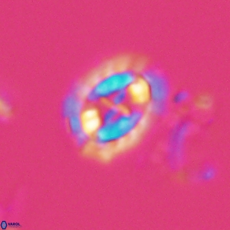 Prediscosphaera arkhangelskyi 16379