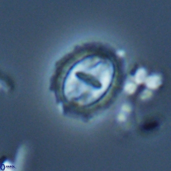 Prediscosphaera arkhangelskyi 16382