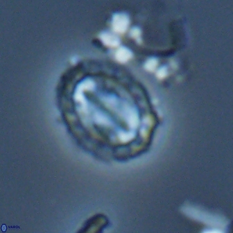 Prediscosphaera arkhangelskyi 16383