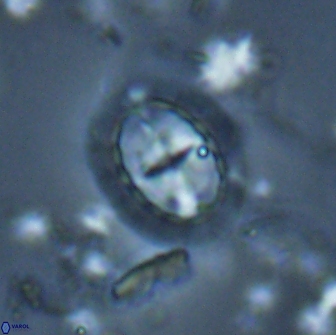 Prediscosphaera arkhangelskyi 16303