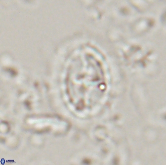 Prediscosphaera arkhangelskyi 16306