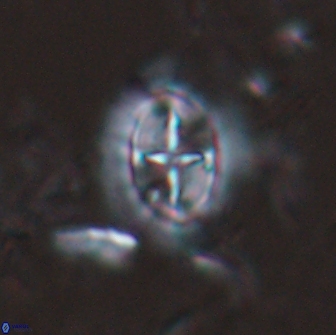 Prediscosphaera arkhangelskyi 16307