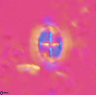 Prediscosphaera arkhangelskyi 16308