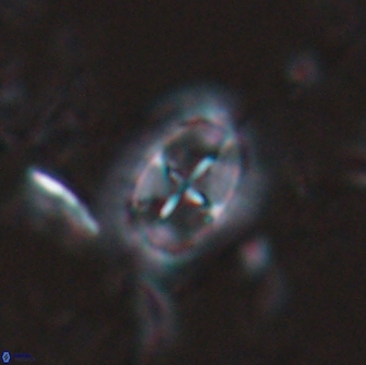 Prediscosphaera arkhangelskyi 16311