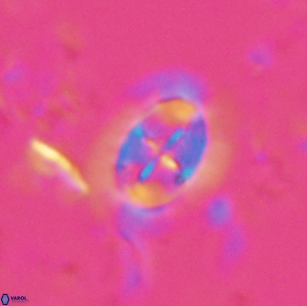 Prediscosphaera arkhangelskyi 16312