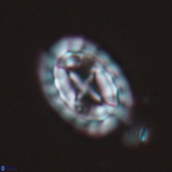 Prediscosphaera arkhangelskyi 16707