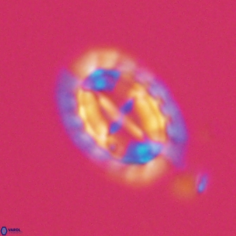 Prediscosphaera arkhangelskyi 16708