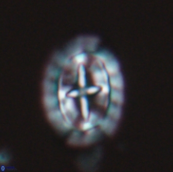 Prediscosphaera arkhangelskyi 16709
