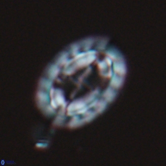 Prediscosphaera arkhangelskyi 16713