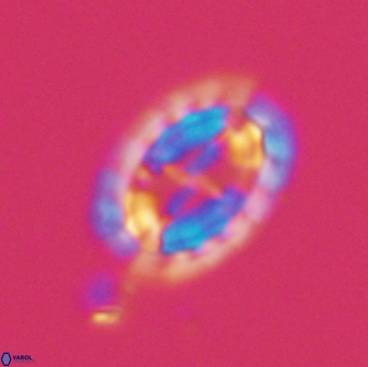 Prediscosphaera arkhangelskyi 16714