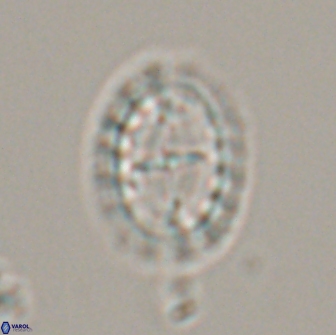 Prediscosphaera arkhangelskyi 16715