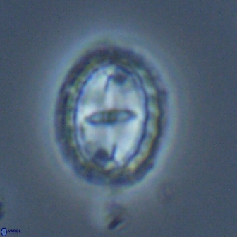 Prediscosphaera arkhangelskyi 16716