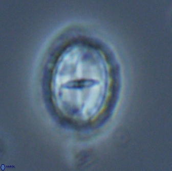 Prediscosphaera arkhangelskyi 16717