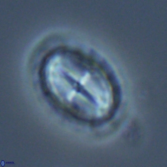 Prediscosphaera arkhangelskyi 16719
